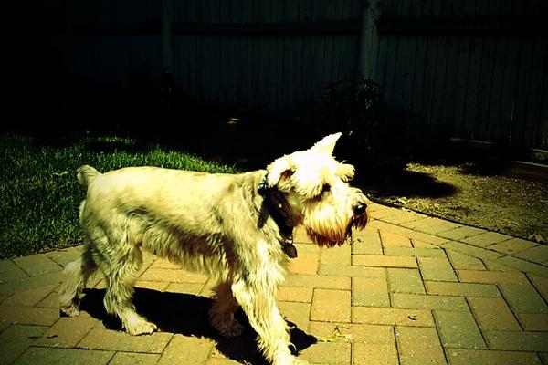 Hipster Fritz