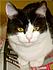My cute cat.