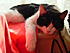 Dozing 3