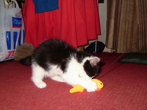 Great Fun With The Goldfish