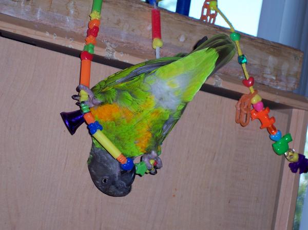 100 1936
SWEETPEPPER HANGING OUT
