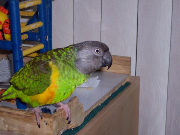 100 1655
SWEETPEPPER SHOWING OFF HER RECONSTRUCTION OF HER PLAYGYM