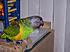 100 1655 
SWEETPEPPER SHOWING OFF HER RECONSTRUCTION OF HER PLAYGYM