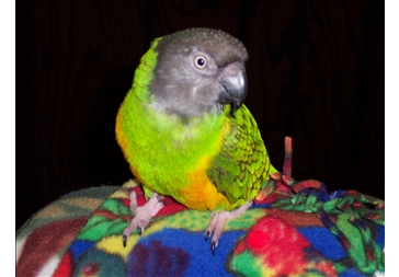 228336
SWEETPEPPER SITTING PRETTY