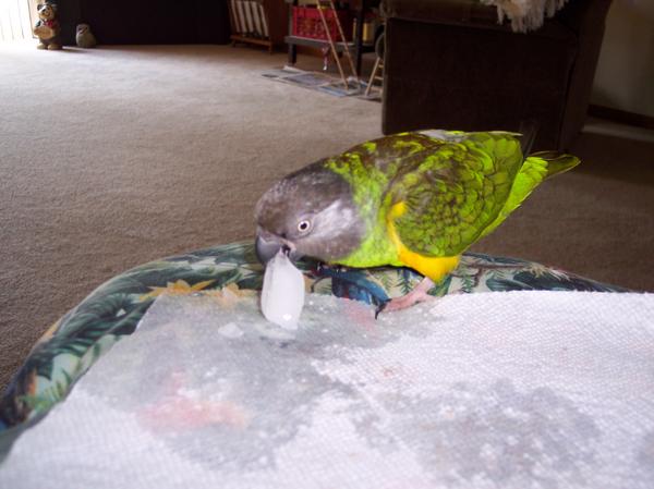 100 1720
SWEETPEPPER EATING ICE