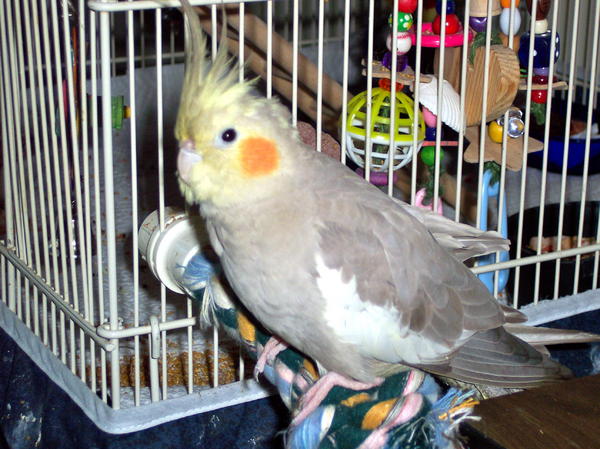 100 1769
KACEY ON HER BIRDY BUSH