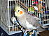 100 1769 
KACEY ON HER BIRDY BUSH