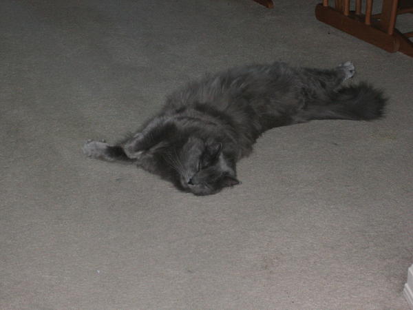 Stretchy Gizzo