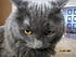 My best buddy Gizmo!  He is so handsome!  Of all three cat's he is the one that is always with me.  Follows me around, sleeps in my bed and comes to...