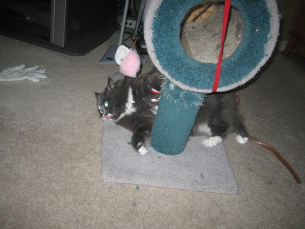 Kitten!!!  Cat of the day on August 12, 2010!!