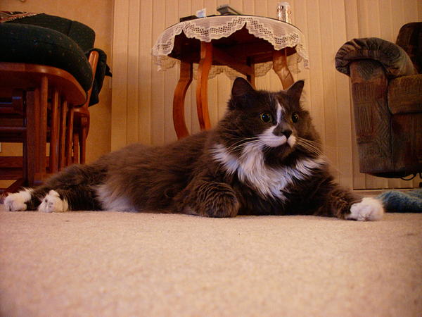 Kitten, Cat of the day on August 12, 2010!!