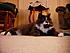Kitten, Cat of the day on August 12, 2010!!