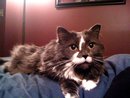 Kitten is sooooo loving, your bed is never empty!  I have never had a regret about taking in this stray!!  She is Gizmo and Marshmellow's momma!  Cat of the day on August 12, 2010!!