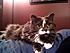 Kitten is sooooo loving, your bed is never empty!  I have never had a regret about taking in this stray!!  She is Gizmo and Marshmellow's momma!  Cat...