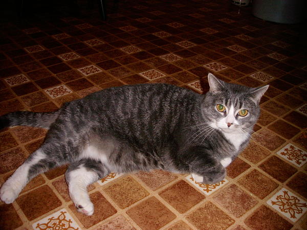 Marshy's fat, I know but she's adorable!