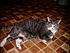 Marshy's fat, I know but she's adorable!