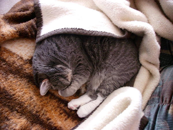 Marshmellow's a cute sleeper