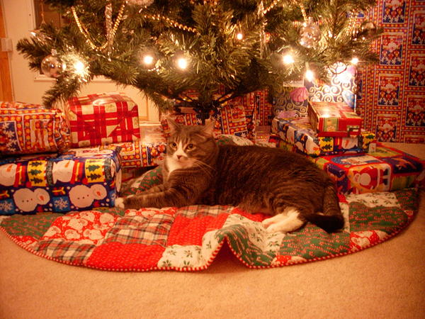 Marshy loves Christmas, or should I say the tree skirt!  The presents on top of it probably just take up her space, lol!  Notice like any typical cat owner, I can't have any ribbon or bows on our presents or they get attacked.