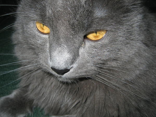 Gizmo the super model