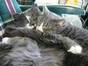 kitten and marsh sleep together a lot!!