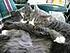 kitten and marsh sleep together a lot!!