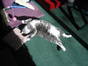 marshmellow in the sun