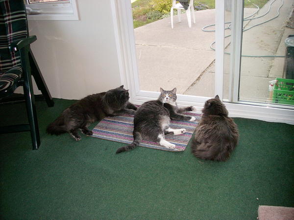 Three Kitties all together...very rare.  Marshmellow, Gizmo and Kitten, their mother.  Two long-hairs and a big fat tabby! :D