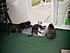My critters