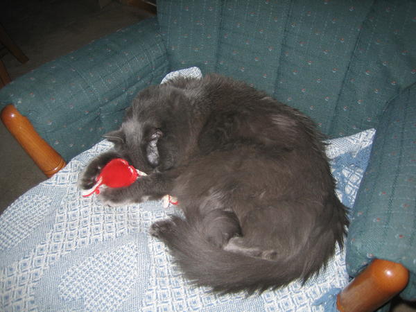 Gizmo fell asleep while playing with his beloved octopus