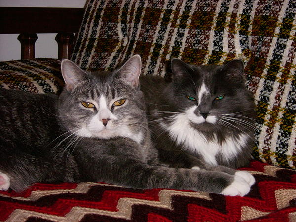 Kitten and her daughter Marshmellow.  (I know it's spelled wrong but that's her name, lol!)  Don't know how a tuxedo cat ended up with a tabby baby but I love 'em!