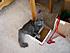 Gizmo in one of his many, many boxes!  I am especially bonded to Gizmo.  I thought he was the runt but I guess not!  He was diagnosed with diabetes...