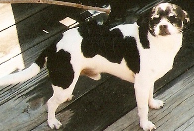 My dog that looks like a cow, Max, standing by my grill in 2009