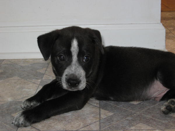 Barney, our new puppy. We're guessing he's a lab mix.
He was about 8 wks old when this was taken.