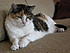 Spot, my 19yo happy cat
