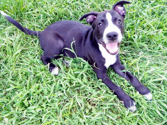 Barney @ 12 weeks