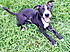 Barney @ 12 weeks