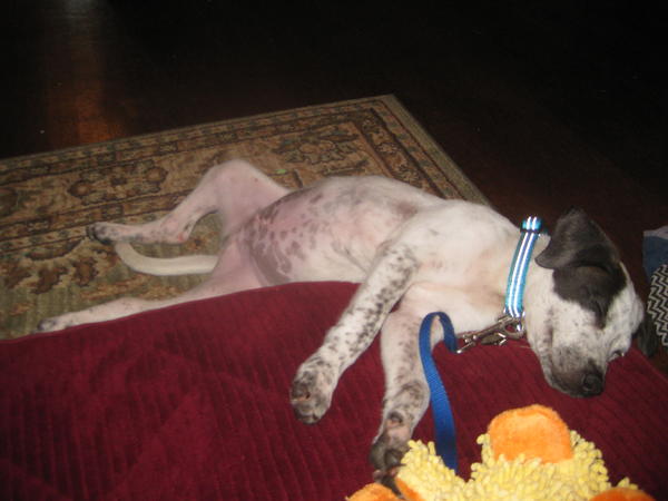 He loves sleeping half-on/half-off of his bed. After about 20 minutes, you can hear a thunk when his upper half rolls off.
