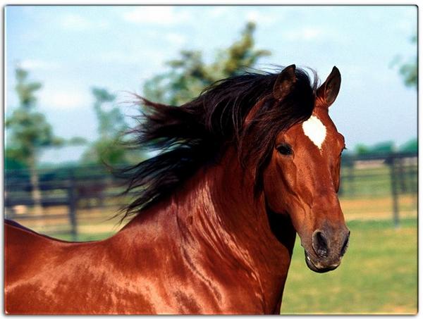 Andalusian