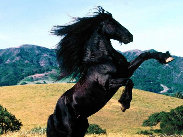 Lovley Black Horse