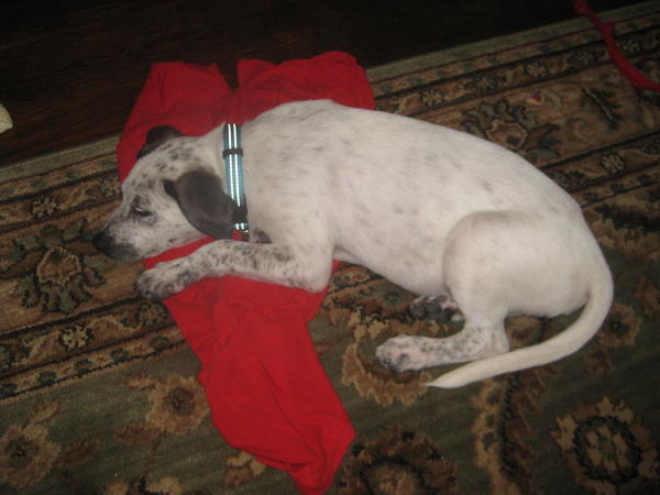 Sleeping on my shirt (given to him for comfort) while I'm at work.