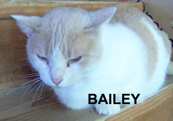 BAILEY, a Muchkin