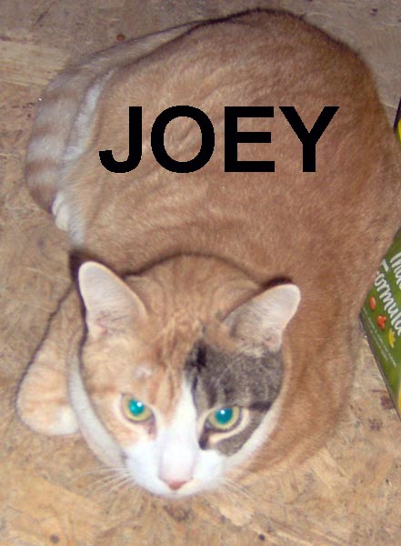 JOEY