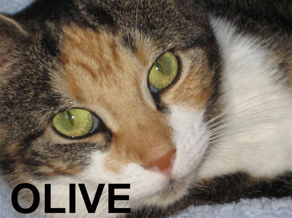 OLIVE