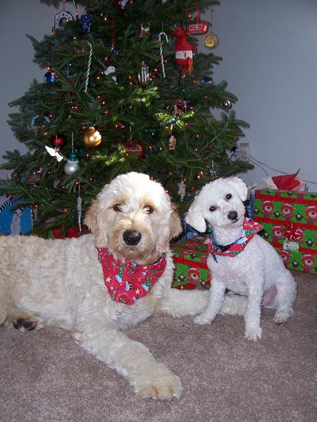 Christmas 2008