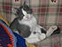 Who couldn't love a kitten as cute as my Pickles especially when they sit like this 24/7??