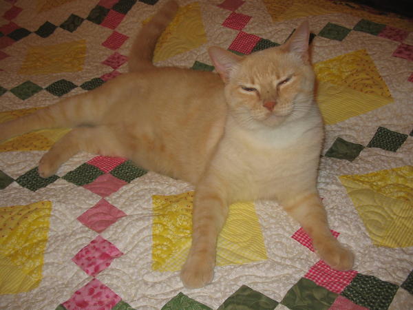 All quilts are tested and approved by Olivia first!