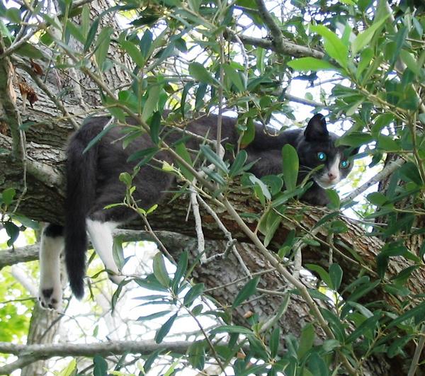 Mama Kitty relaxing on a hot summer day.