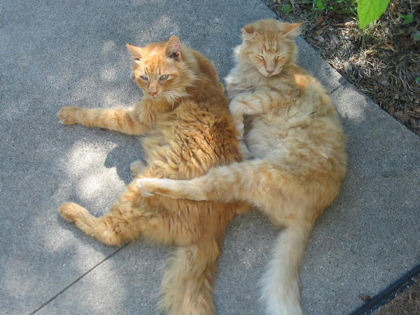 Mr. Dan and Babydoll are closer than two cats can be for not being brothers.