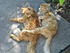 Mr. Dan and Babydoll are closer than two cats can be for not being brothers.
