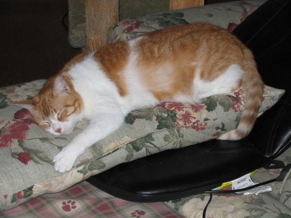Reba the reclusive wallflower and possibly Sam's sister.  A Reba sighting at my house is a rare thing for most visitors.